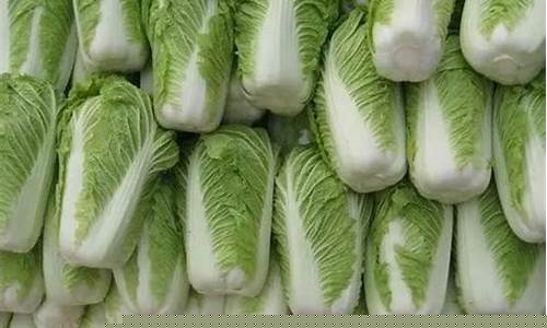 菠菜网代理大全注册排名开户：白菜资讯大全(白菜大全 - 网络娱乐交流论坛) (10)